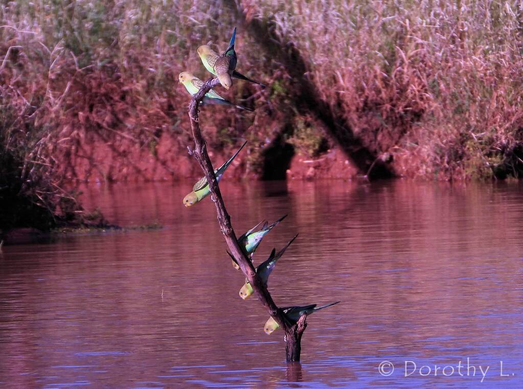 Budgerigars (Melopsittacus undulatus), Kunoth Bore, NT