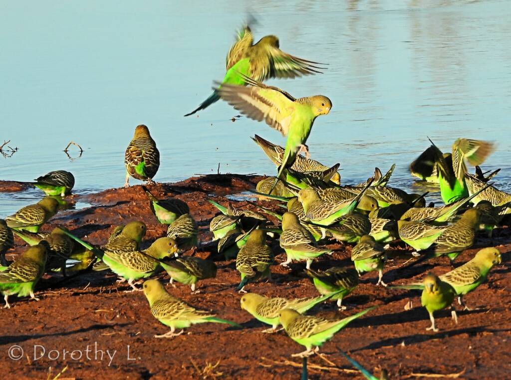 Budgerigars (Melopsittacus undulatus) at water source