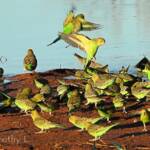 Budgerigars (Melopsittacus undulatus) at water source