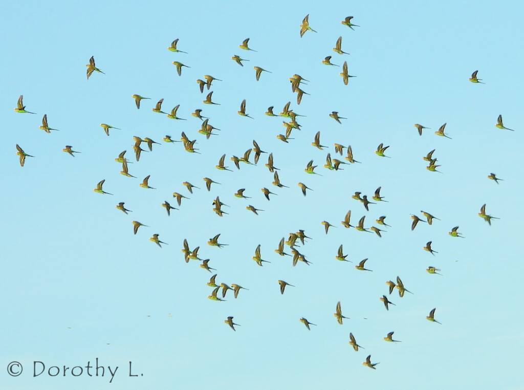 Budgerigars (Melopsittacus undulatus) in flight