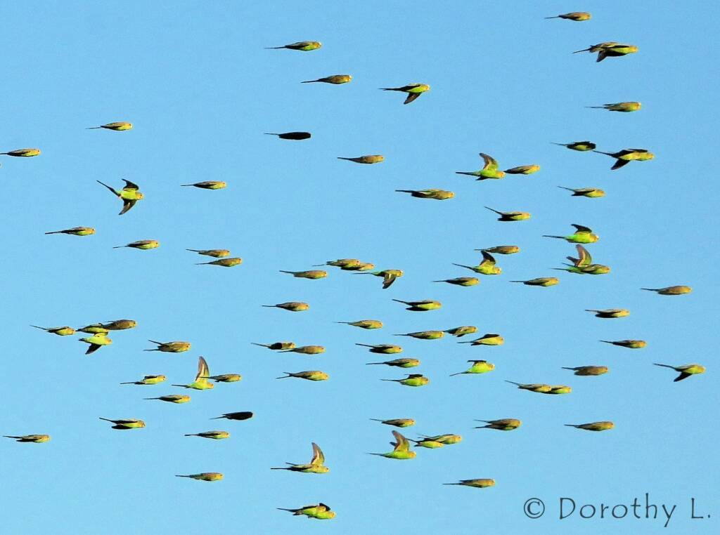 Budgerigars (Melopsittacus undulatus) in flight