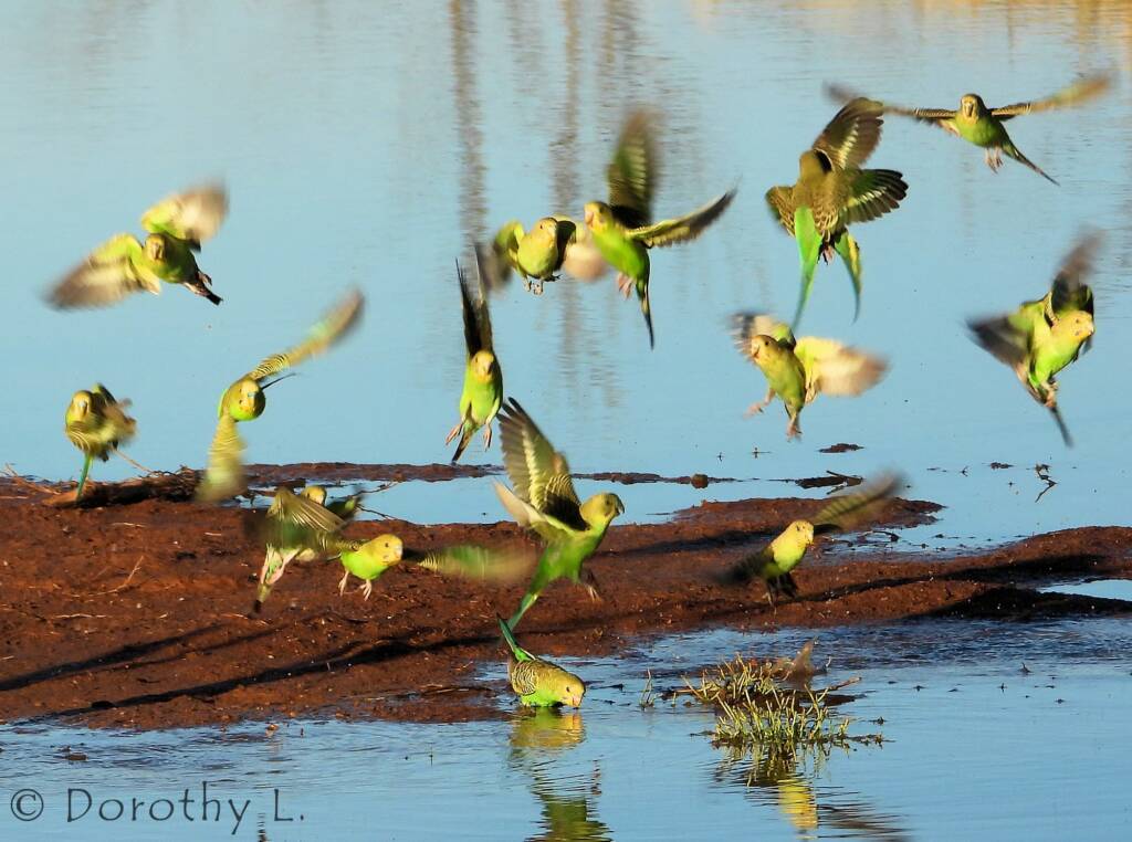 Budgerigars (Melopsittacus undulatus) in flight over water source