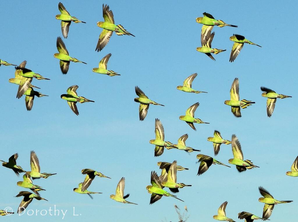Budgerigars (Melopsittacus undulatus) in flight