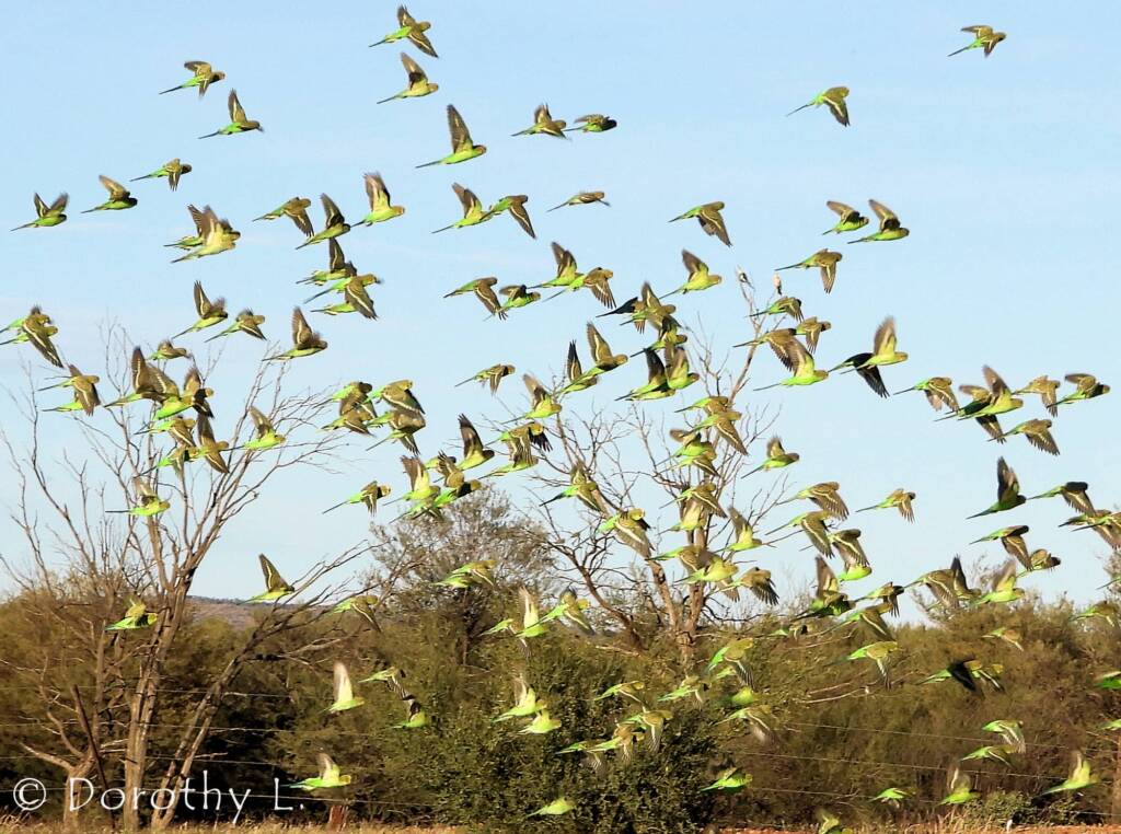 Budgerigars (Melopsittacus undulatus) in flight