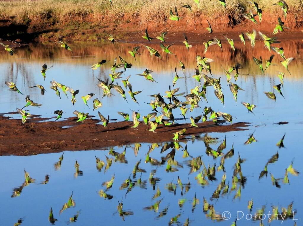 Budgerigars (Melopsittacus undulatus) in flight over water source
