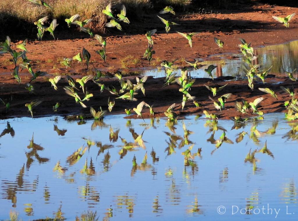 Budgerigars (Melopsittacus undulatus) in flight over water source