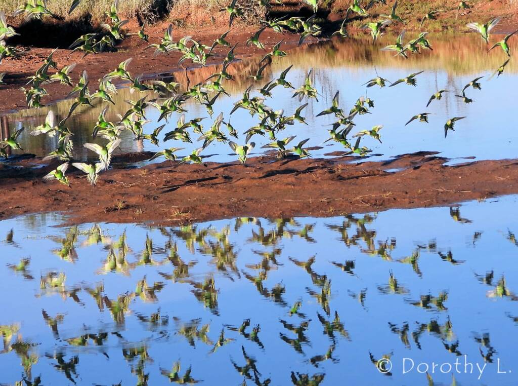 Budgerigars (Melopsittacus undulatus) in flight over water source