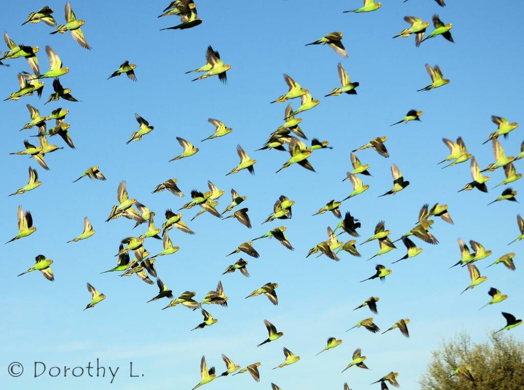 Budgerigars (Melopsittacus undulatus) in flight
