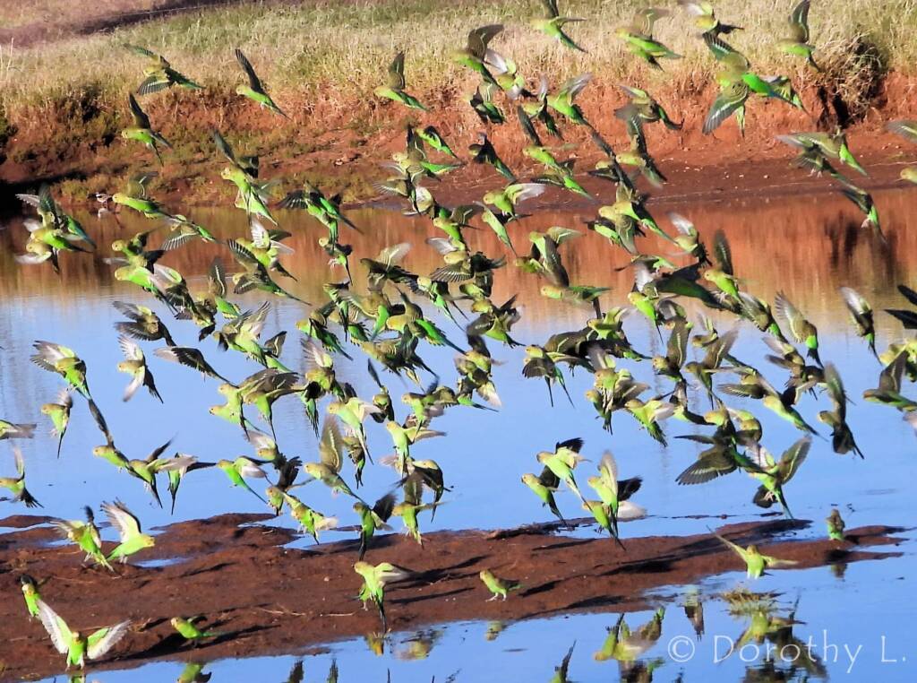 Budgerigars (Melopsittacus undulatus) in flight over water source