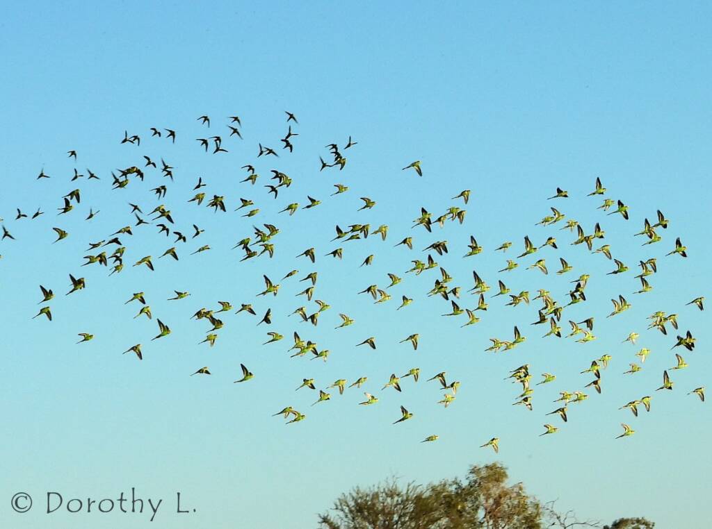 Budgerigars (Melopsittacus undulatus) in flight