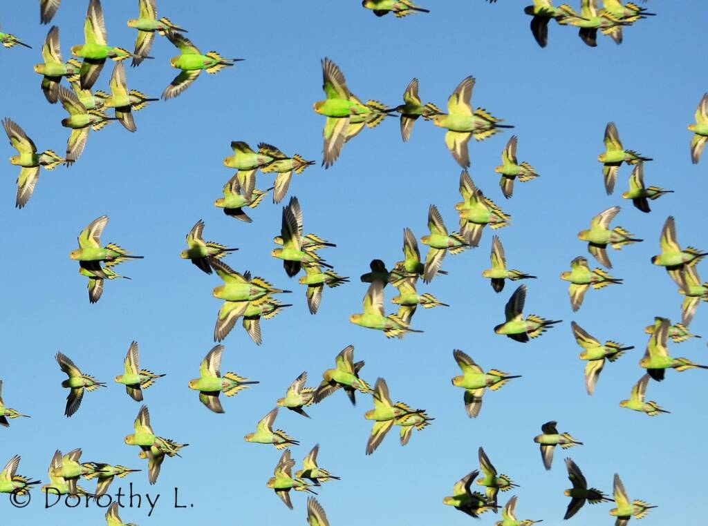 Budgerigars (Melopsittacus undulatus) in flight
