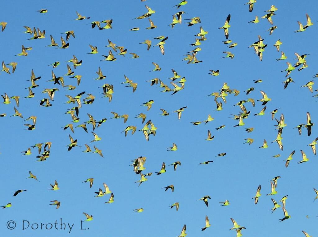 Budgerigars (Melopsittacus undulatus) in flight