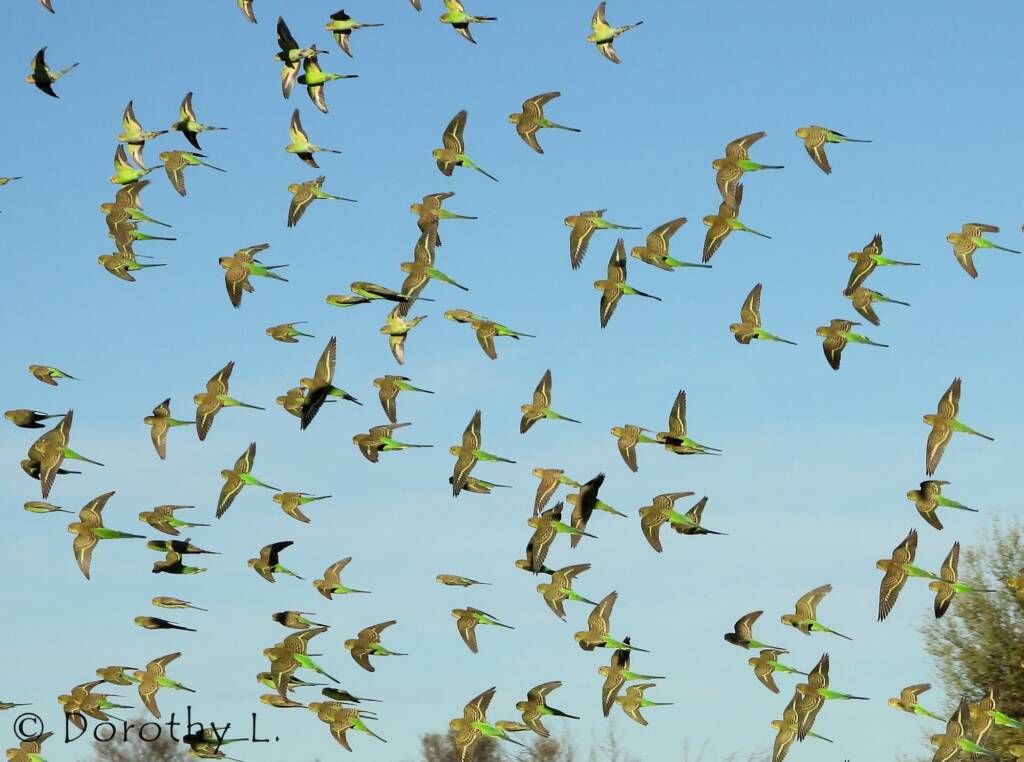 Budgerigars (Melopsittacus undulatus) in flight