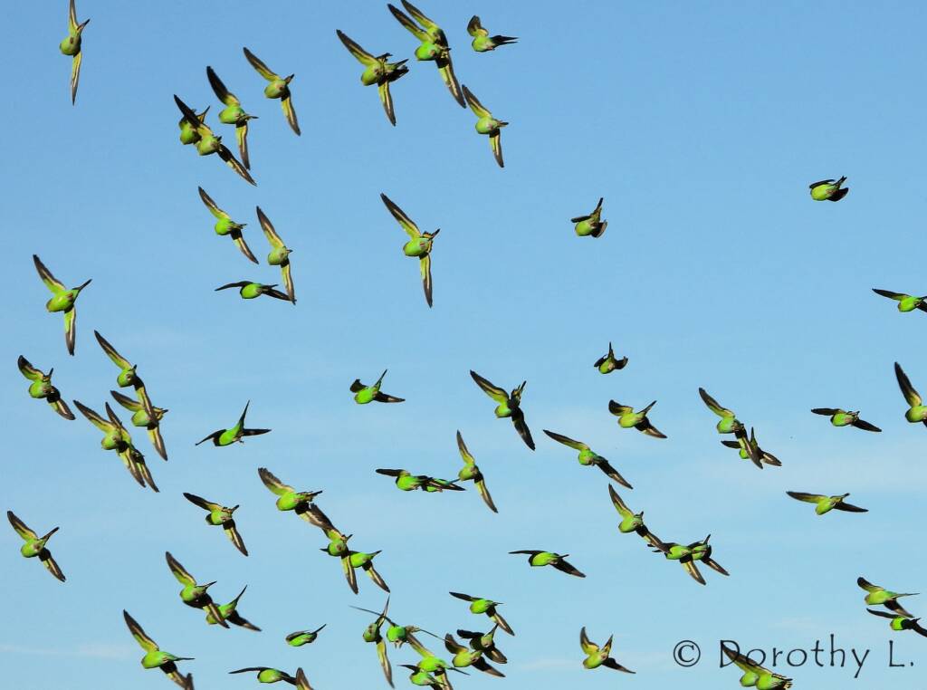 Budgerigars (Melopsittacus undulatus) in flight