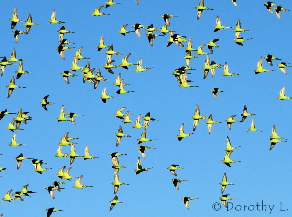 Budgerigars (Melopsittacus undulatus) in flight