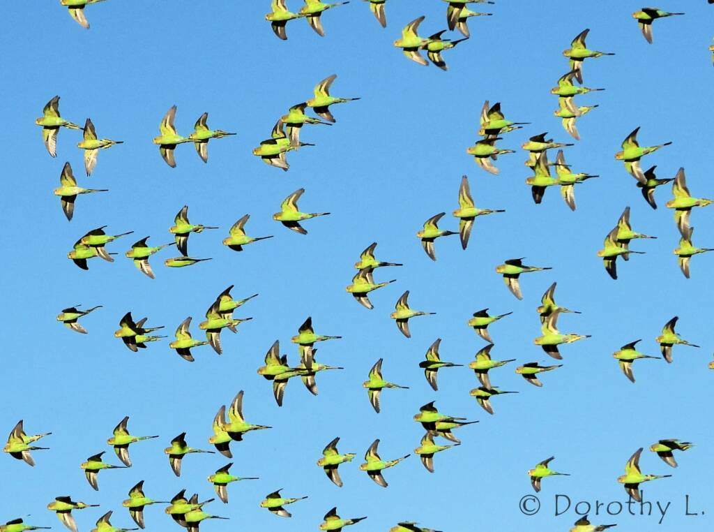 Budgerigars (Melopsittacus undulatus) in flight