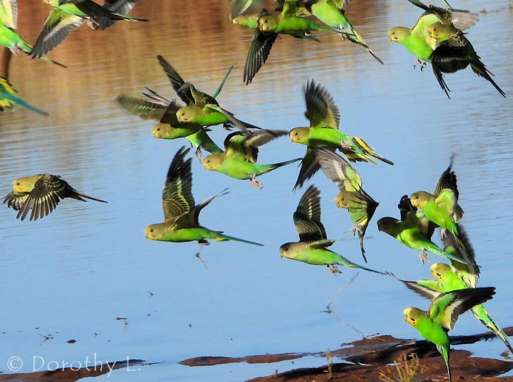 Budgerigars (Melopsittacus undulatus) in flight over water source