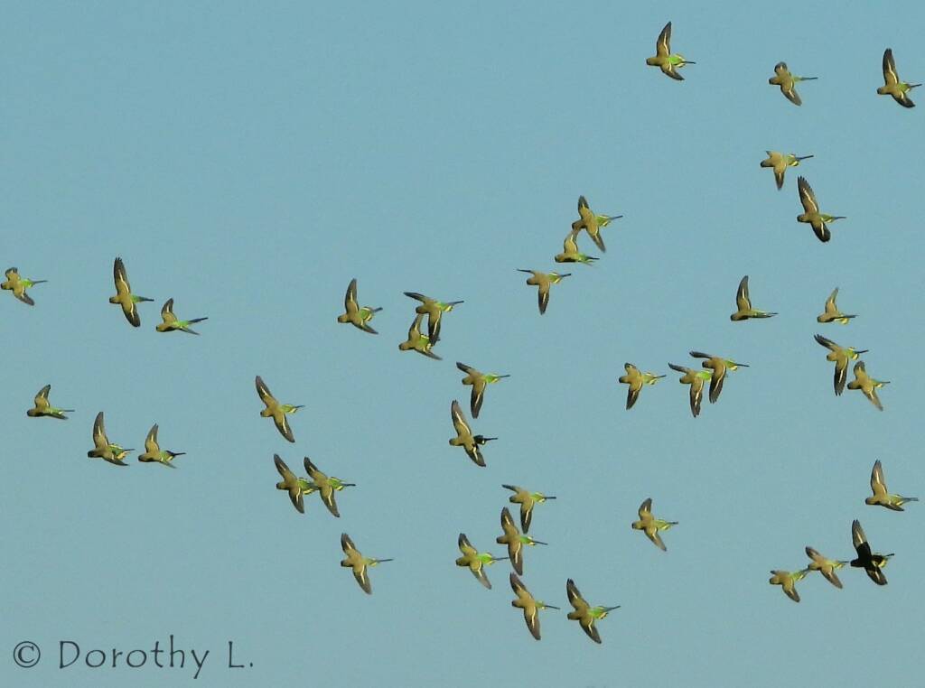 Budgerigars (Melopsittacus undulatus) in flight