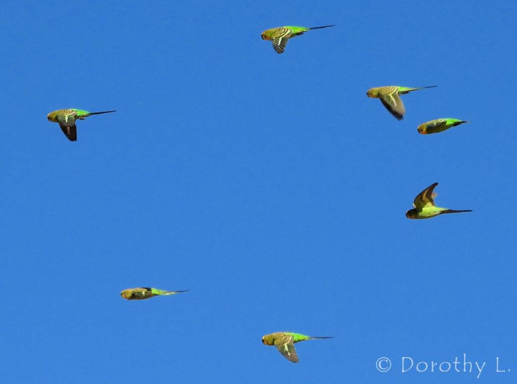 Budgerigars (Melopsittacus undulatus) in flight