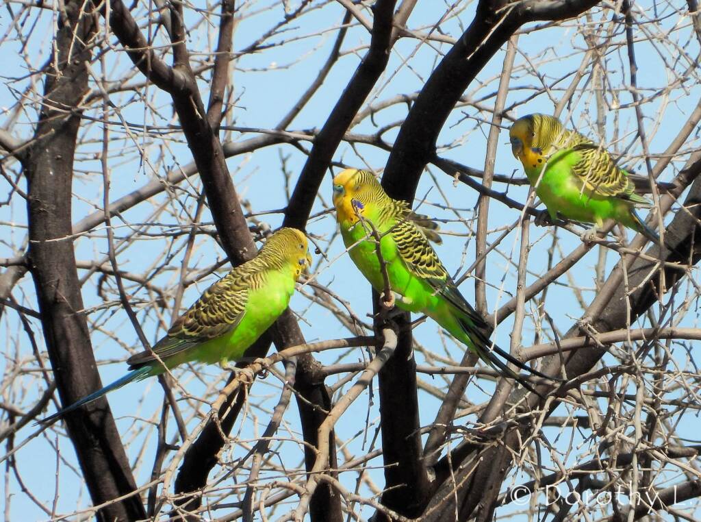 Budgerigars (Melopsittacus undulatus)