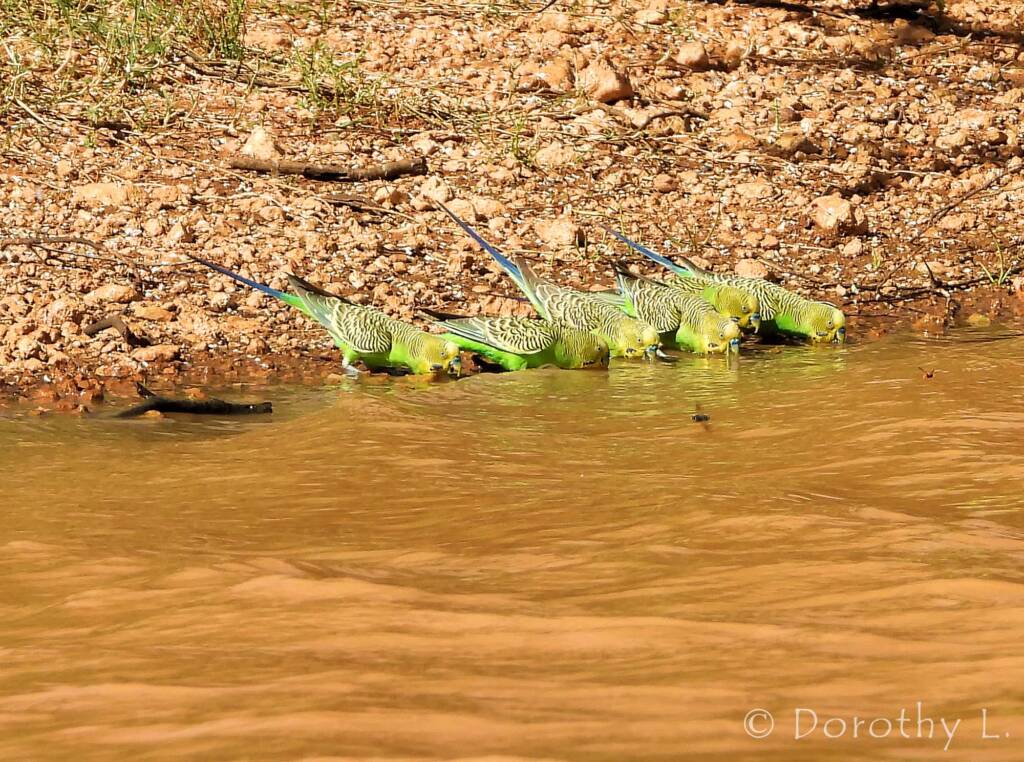Budgerigars (Melopsittacus undulatus) at water source