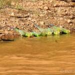 Budgerigars (Melopsittacus undulatus) at water source