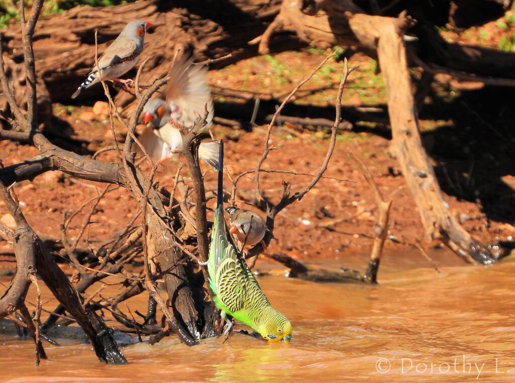 Budgerigar (Melopsittacus undulatus) and Zebra Finches (Taeniopygia guttata)