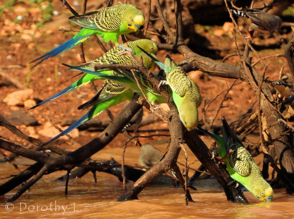 Budgerigars (Melopsittacus undulatus) at water source