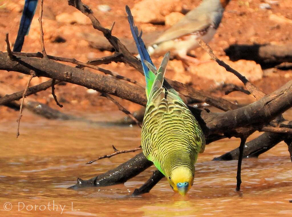 Budgerigar (Melopsittacus undulatus) at water source
