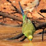 Budgerigar (Melopsittacus undulatus) at water source