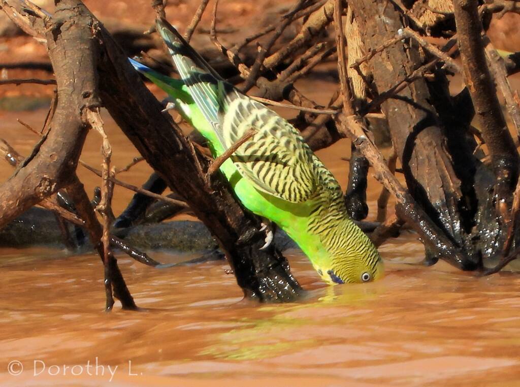 Budgerigar (Melopsittacus undulatus) at water source