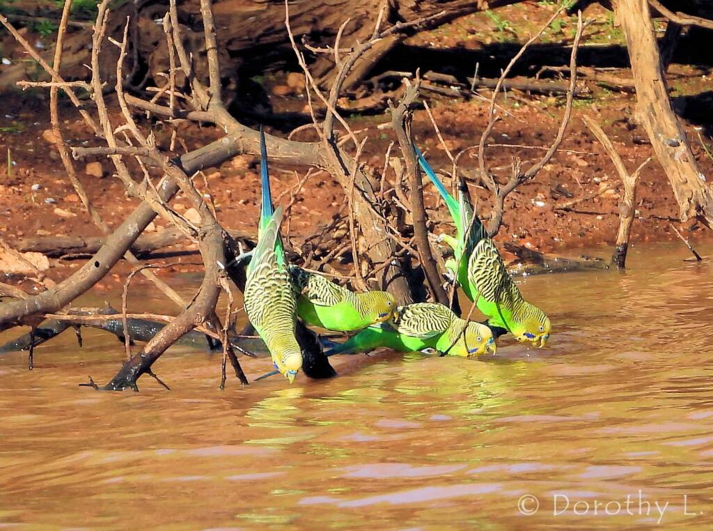 Budgerigars (Melopsittacus undulatus) at water source