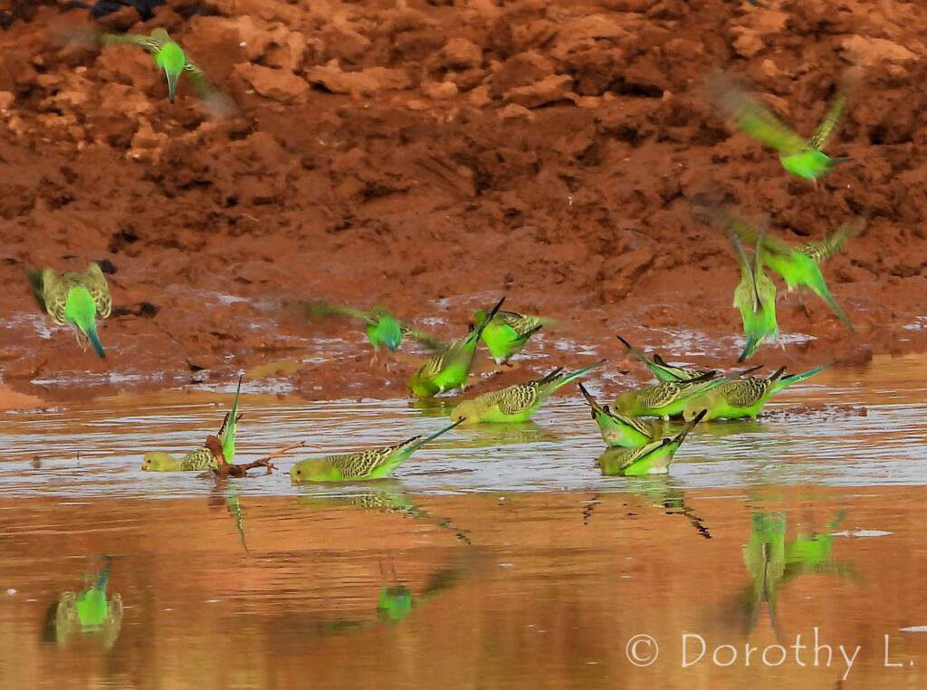 Budgerigars (Melopsittacus undulatus) at water source