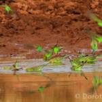 Budgerigars (Melopsittacus undulatus) at water source