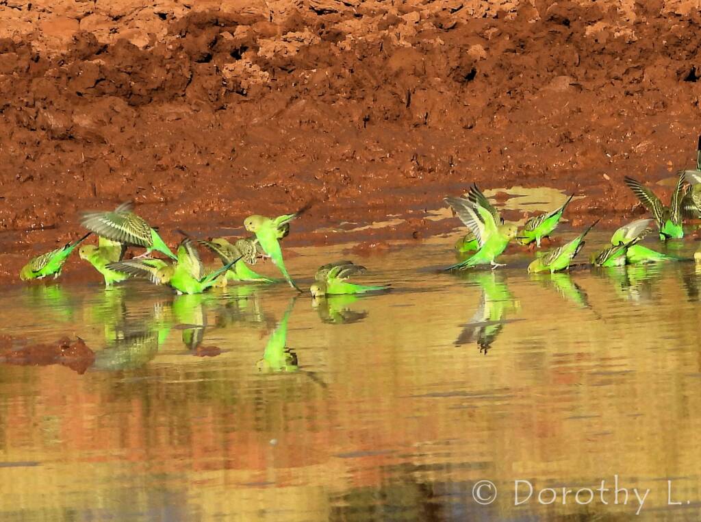 Budgerigars (Melopsittacus undulatus) at water source