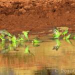 Budgerigars (Melopsittacus undulatus) at water source