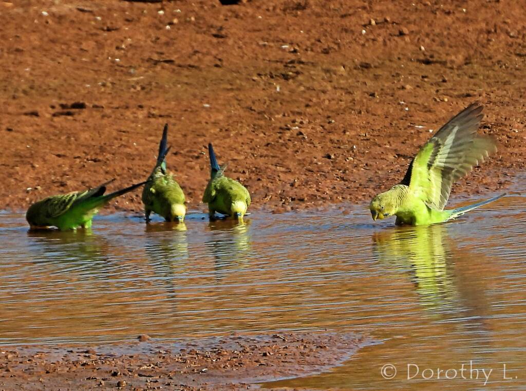 Budgerigars (Melopsittacus undulatus) at water source