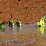 Budgerigars (Melopsittacus undulatus) at water source