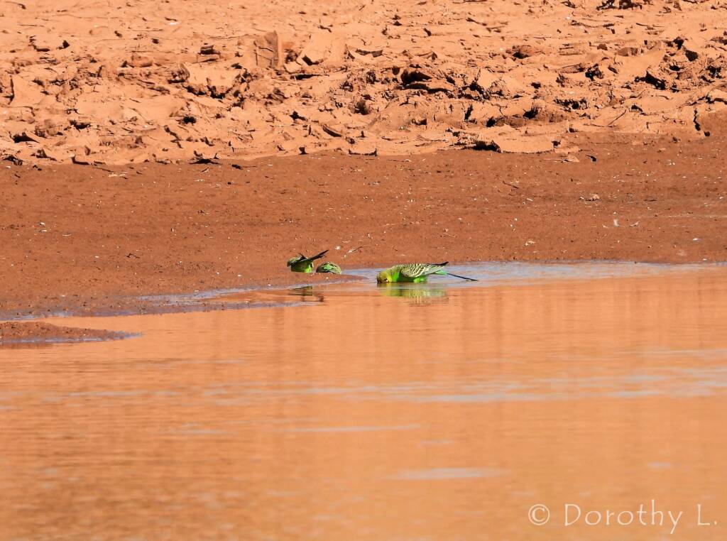 Budgerigars (Melopsittacus undulatus) at water source