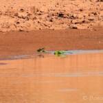 Budgerigars (Melopsittacus undulatus) at water source