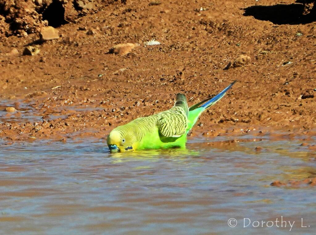 Budgerigar (Melopsittacus undulatus) at water source