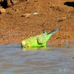 Budgerigar (Melopsittacus undulatus) at water source