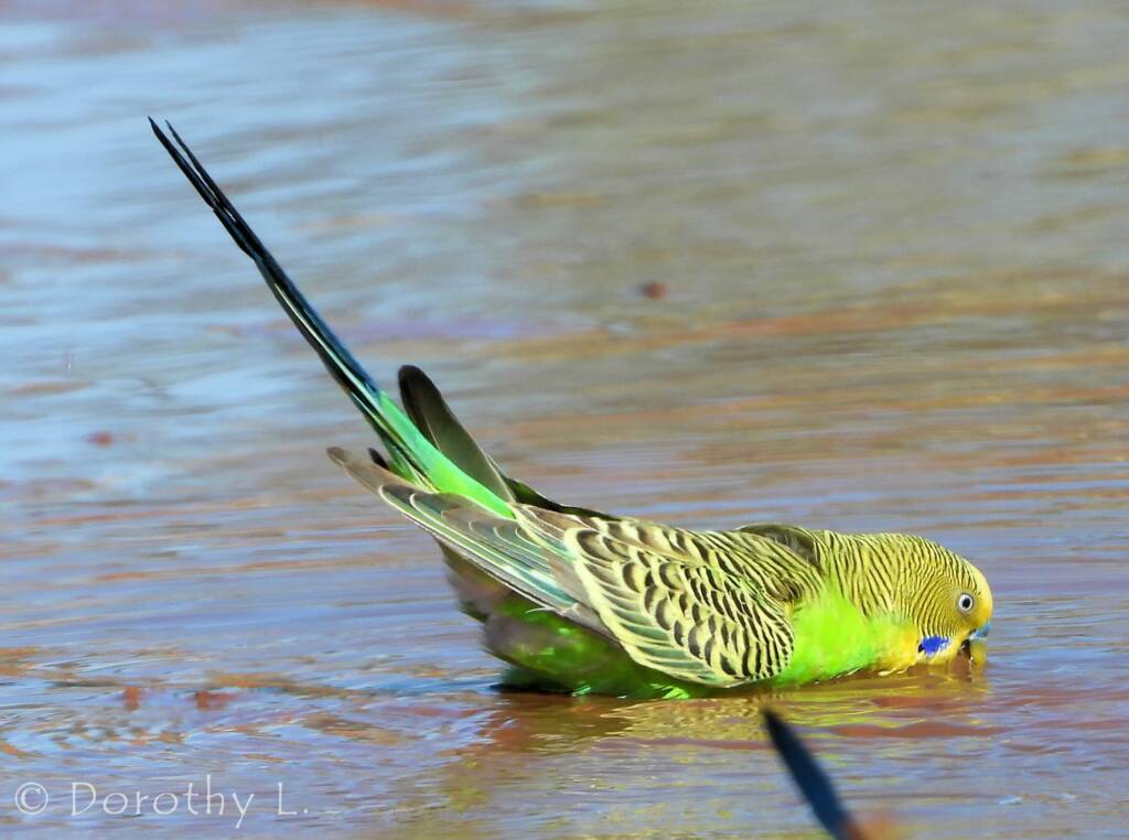 Budgerigar (Melopsittacus undulatus) at water source