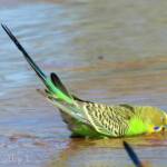 Budgerigar (Melopsittacus undulatus) at water source