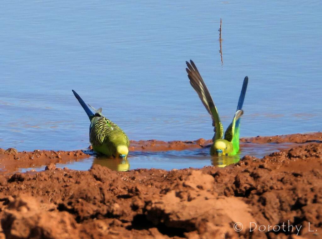 Budgerigars (Melopsittacus undulatus) at water source