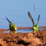 Budgerigars (Melopsittacus undulatus) at water source