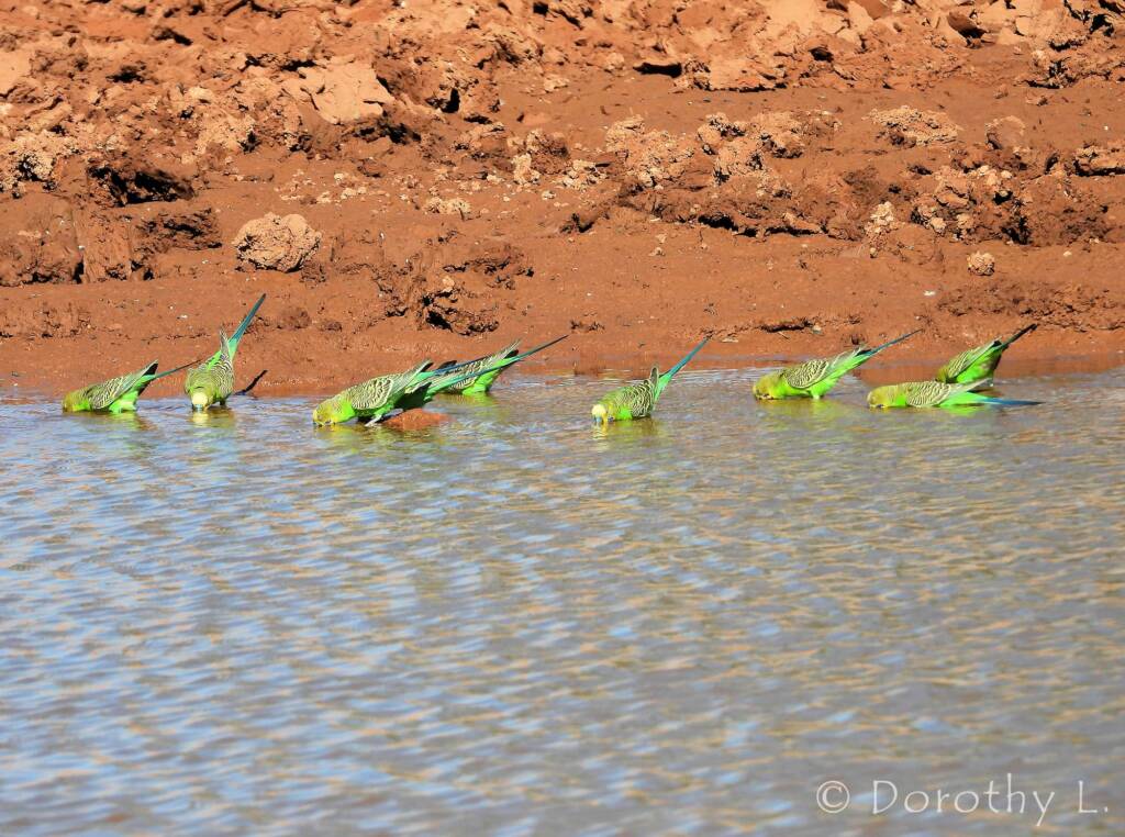 Budgerigars (Melopsittacus undulatus) at water source