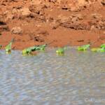 Budgerigars (Melopsittacus undulatus) at water source