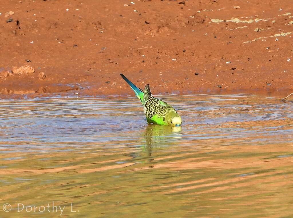 Budgerigar (Melopsittacus undulatus) at water source
