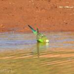 Budgerigar (Melopsittacus undulatus) at water source